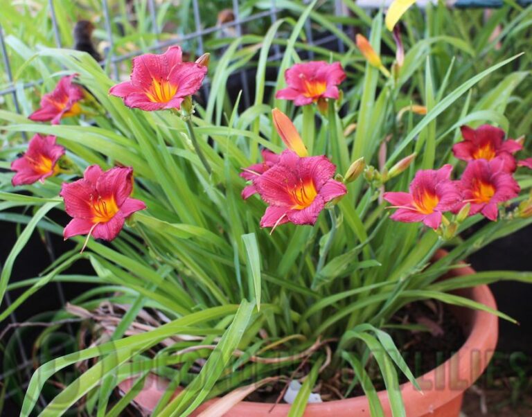 Growing Daylilies In Pots Daylilies In Australia