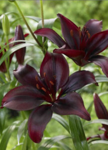 Liliums: How To Plant Lilium Bulbs The Right Way