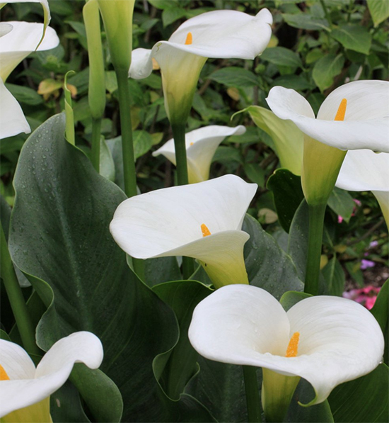 Arum Lily Plant Care Green Goddess Pink Mist White Gnome Varieties