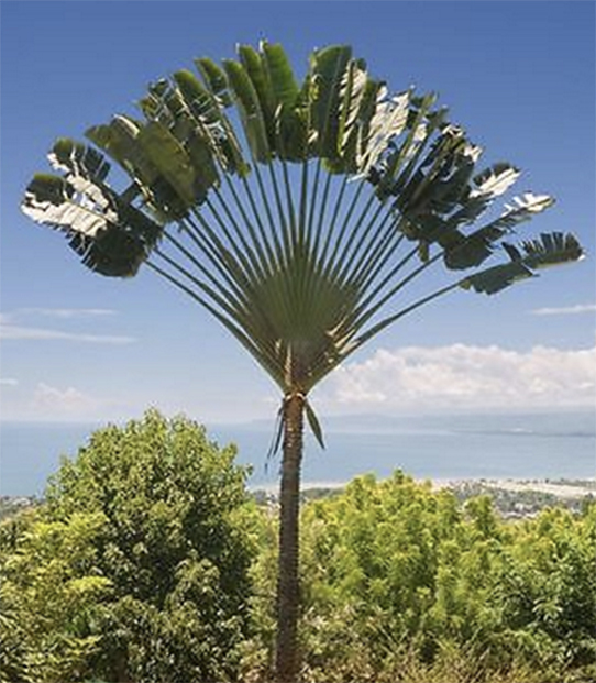 Travellers Palm Ravenala Madagascariensis Information and Plant Facts