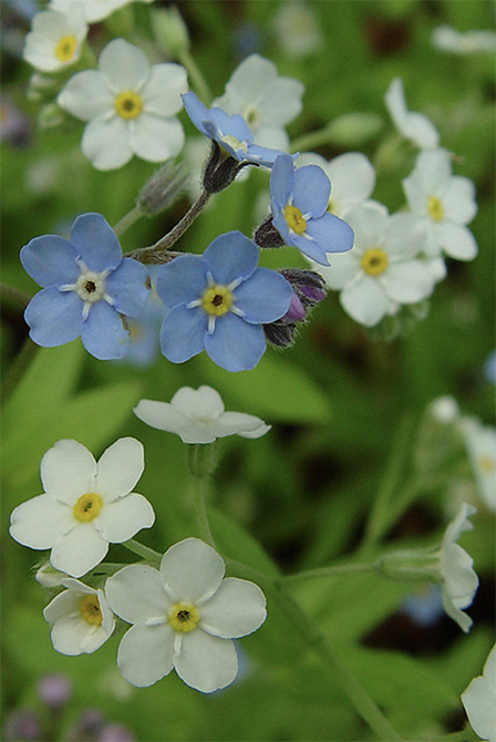 Myosotis sylvatica (Forget-Me-Not, French Forget Me Not)