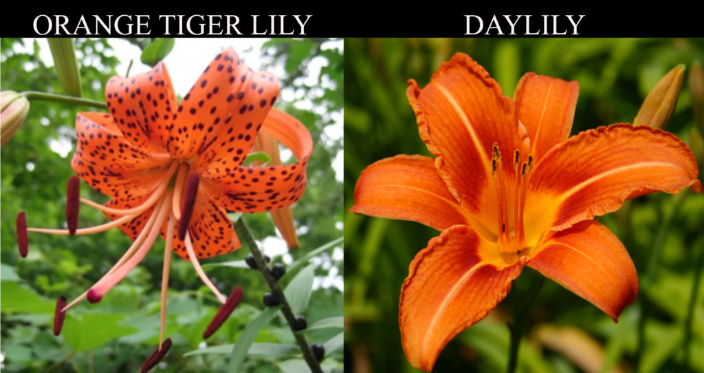 Orange Day Lily Vs Tiger Lily