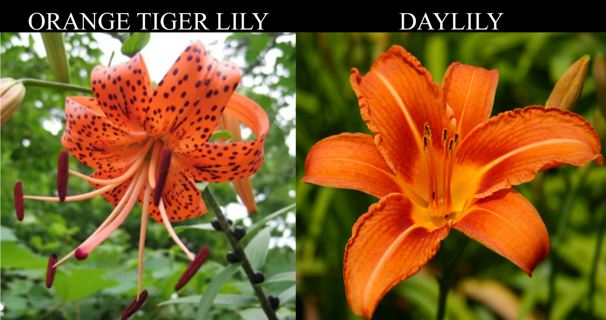 Daylilies And Lilies Difference Daylilies In Australia