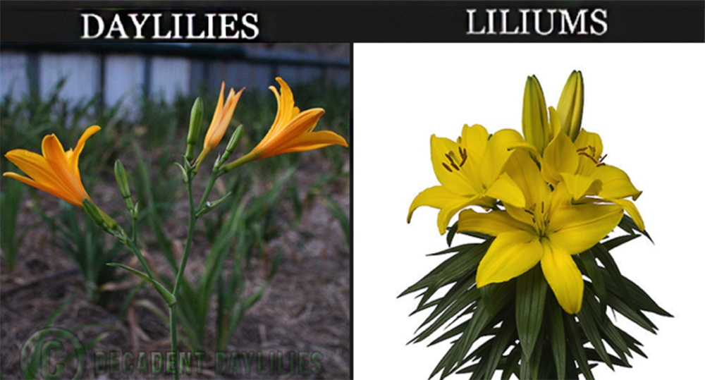 9-huge-differences-between-poisonous-tiger-lilies-and-day-lilies