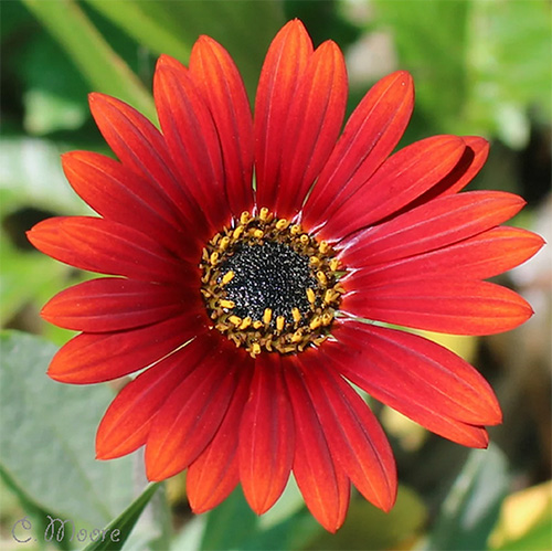 Arctotis Care - How to Grow African Daisy Ground Cover Plants