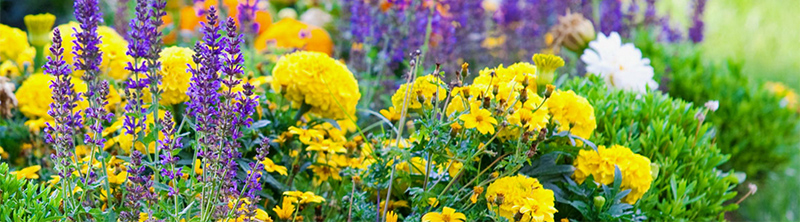 annual-vs-perennial-plants-differences-and-benefits-of-each-annuals-vs