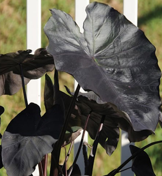 Elephant Ear Black Magic Taro - Daylilies in Australia