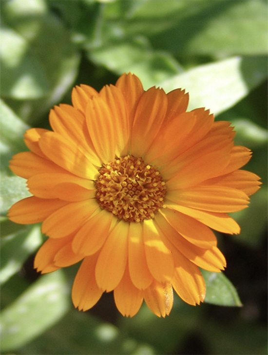 Календула фото цветов Marigolds Flowers Growing Calendula Flowers From Seed To Garden plants