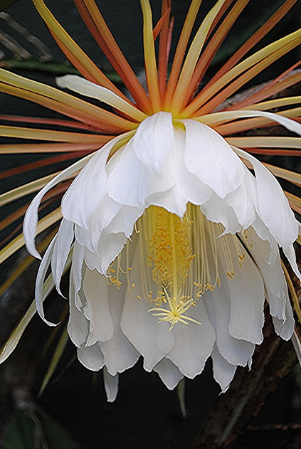 Epiphyllum How to Grow and Care - Daylilies in Australia