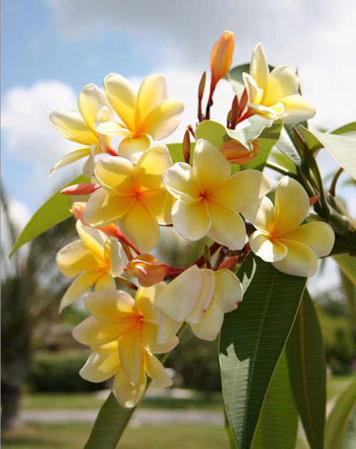 Frangipani Trees Long Blooming & Fragrant Daylilies in Australia