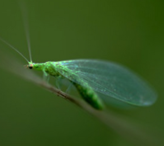 Green Lacewing – Natural Chemical Free Pest Control Green Lacewings