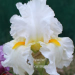 white TB-Iris-flowers with showy gold beards