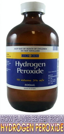 Hydrogen Peroxide for Plants | Hydrogen Peroxide for Daylilies Plants