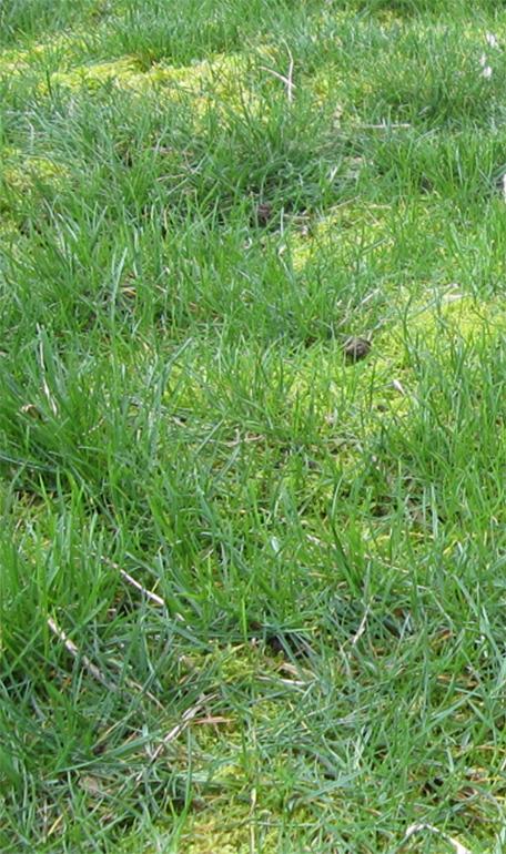 moss lawn download free