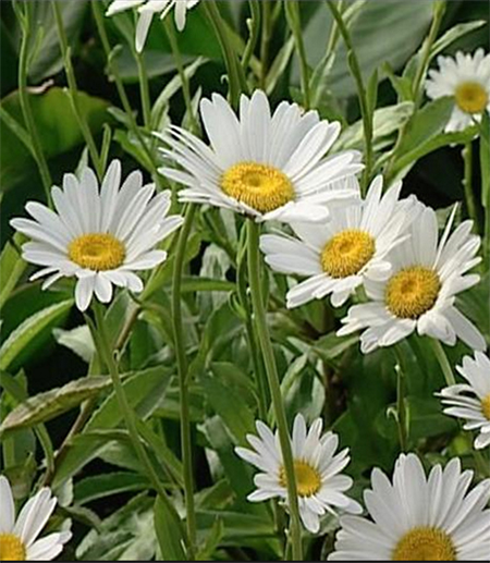 Shasta Daisies How To Grow Care For Shasta Daisy Flowers In The Garden