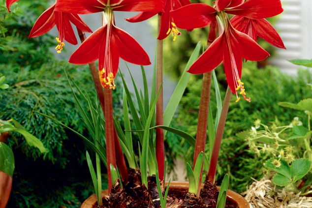 Sprekelia, Jacobean Lily, Aztec Lily - Daylilies in Australia