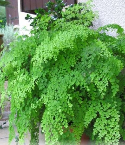 Maidenhair Fern Care How To Plant And Grow Maidenhair Ferns Indoors   Tips On How To Grow Maidenhair Fern 