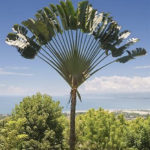 Travellers-Palm-Ravenala-Madagascariensis-Information-and-Plant-Facts