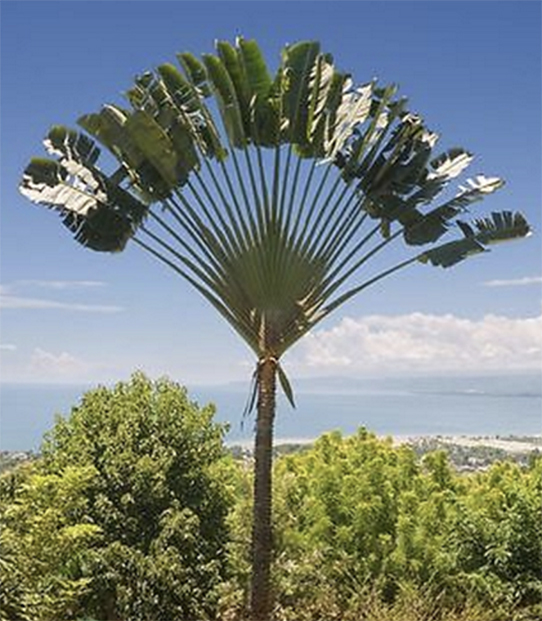 travellers palm facts