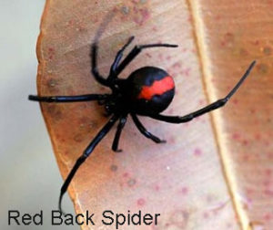 Best Natural Spider Pest Control Methods Home & Garden