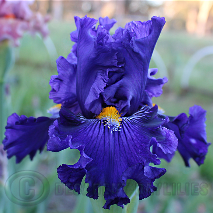 Tall Bearded Iris Information How To Grow Care Bearded Iris Plant 1366