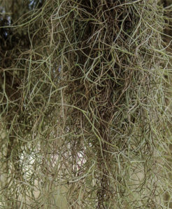 Spanish Moss: What Does It Need To Survive - Daylilies in Australia